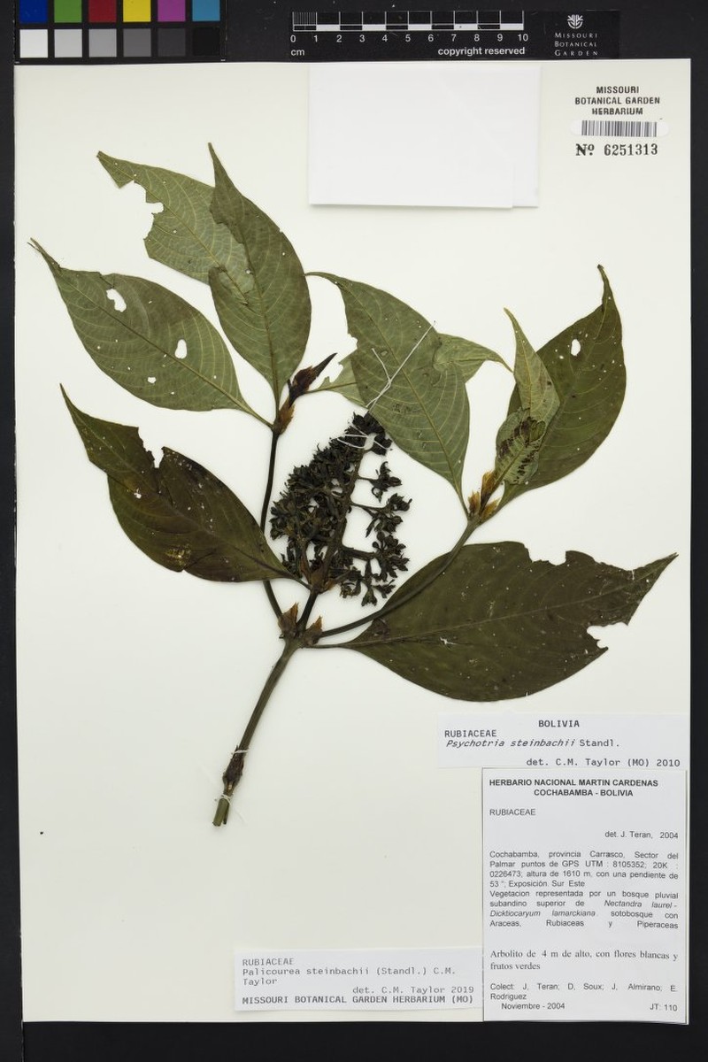 Palicourea steinbachii photo 2