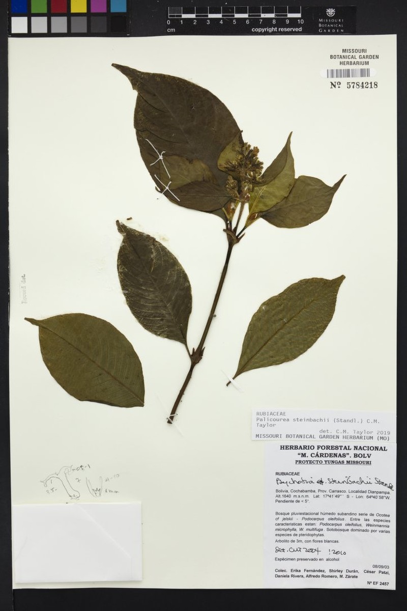 Palicourea steinbachii photo 3