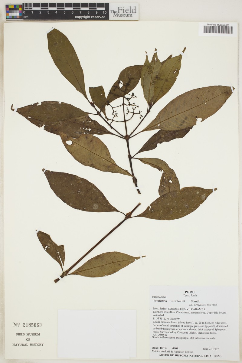 Palicourea steinbachii photo 4