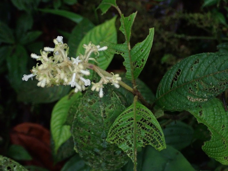 Palicourea stevensiana