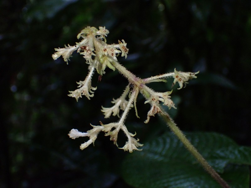 Palicourea stevensiana photo 2