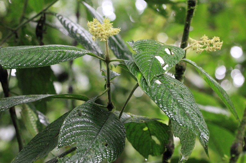 Palicourea stevensiana photo 3