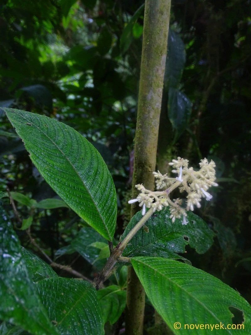 Palicourea stevensiana photo 4