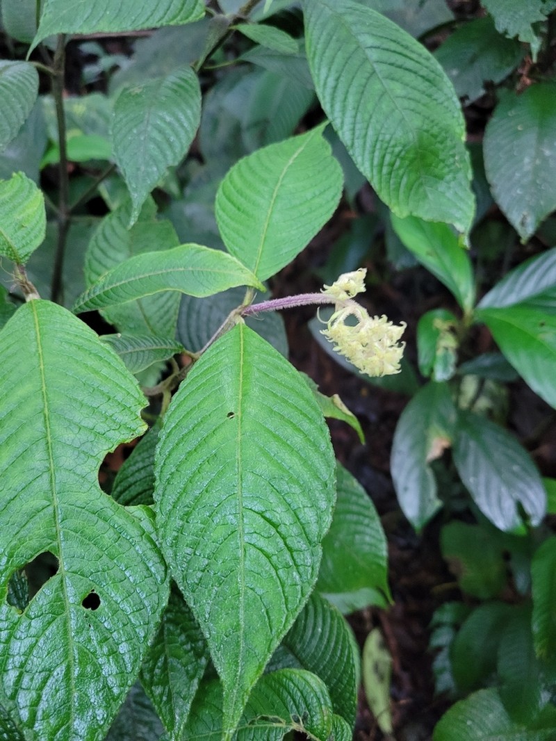 Palicourea stevensiana photo 5