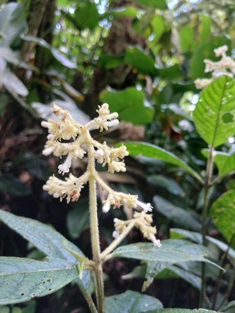Palicourea stevensiana photo 6