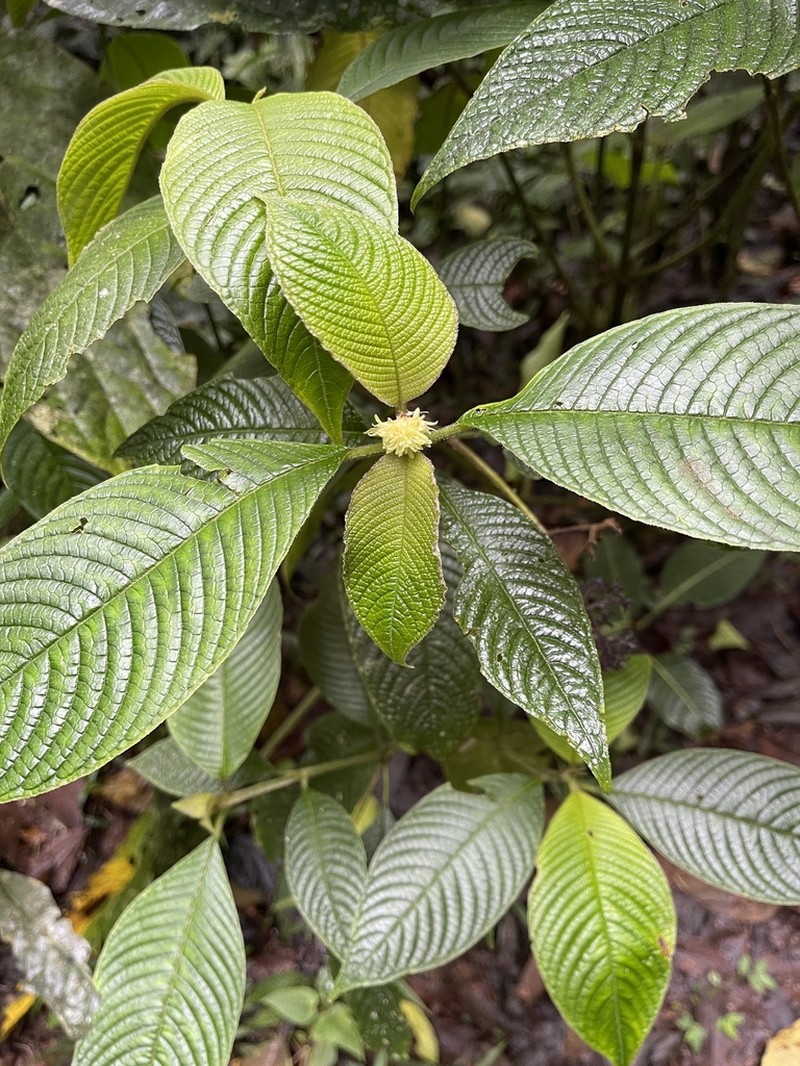 Palicourea stevensiana photo 7