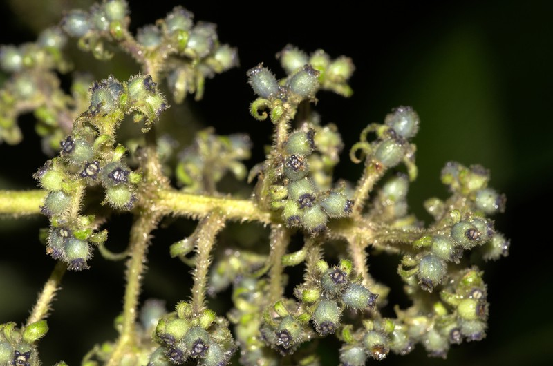Palicourea stevensiana photo 8
