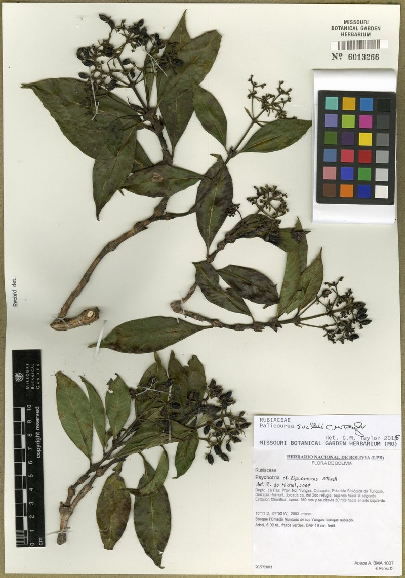 Palicourea sucllii
