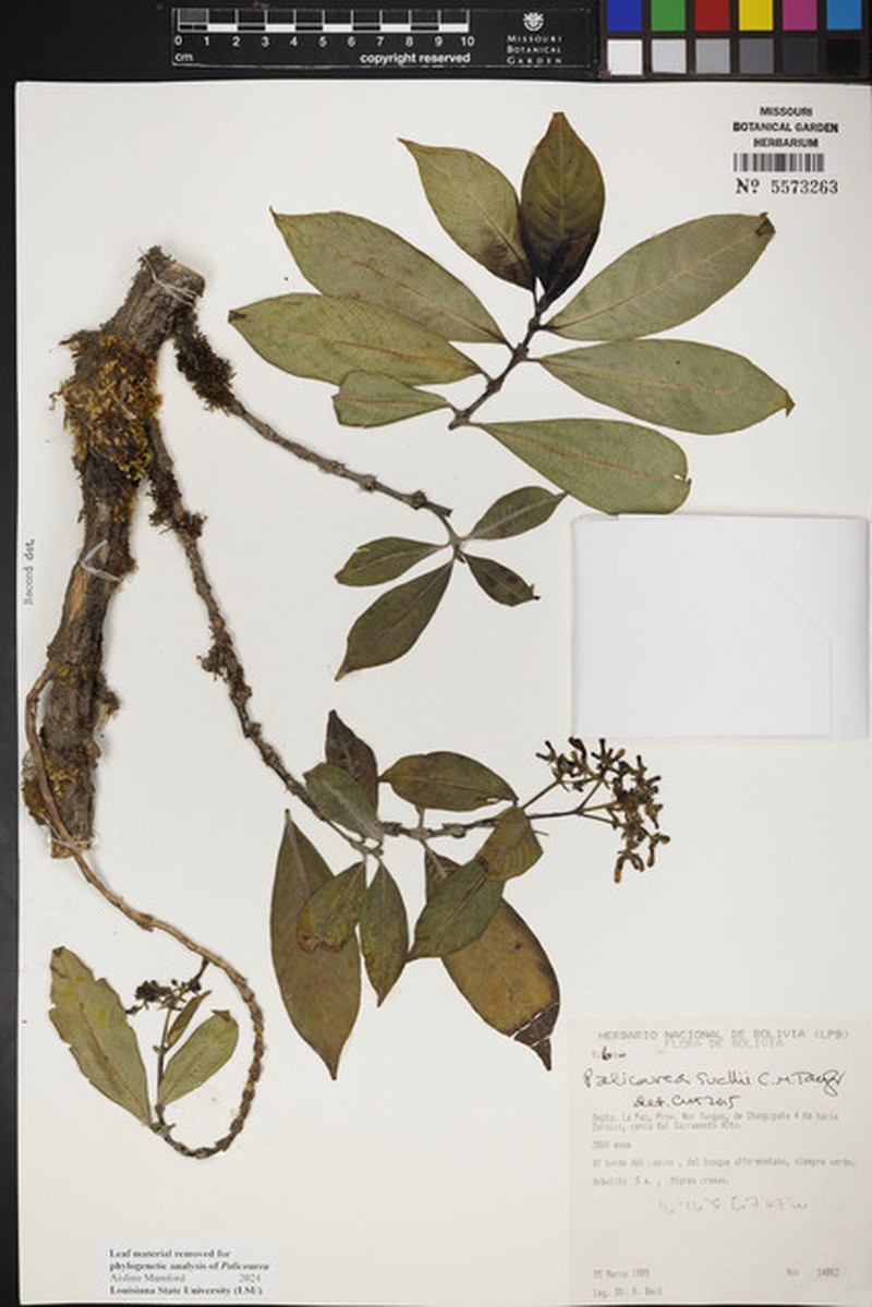Palicourea sucllii photo 2