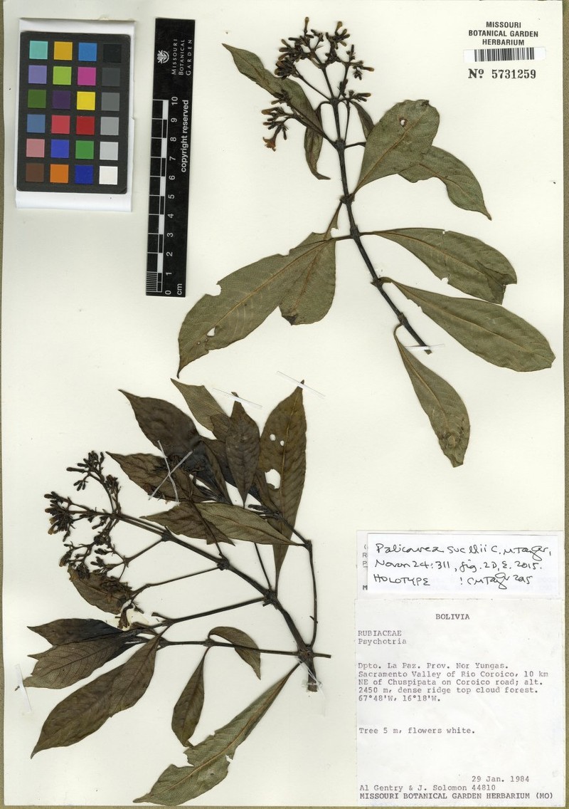 Palicourea sucllii photo 3