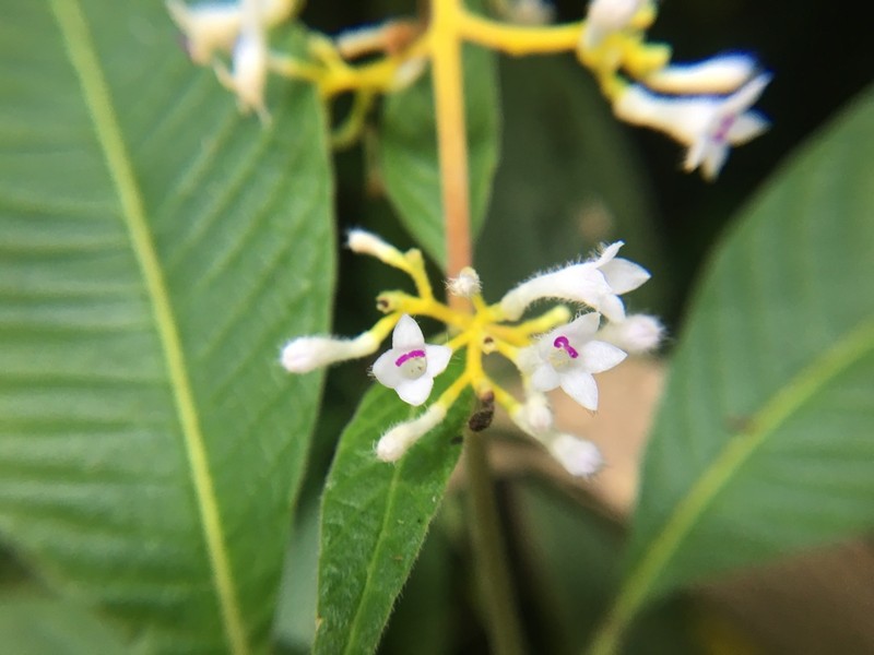 Palicourea tabayensis