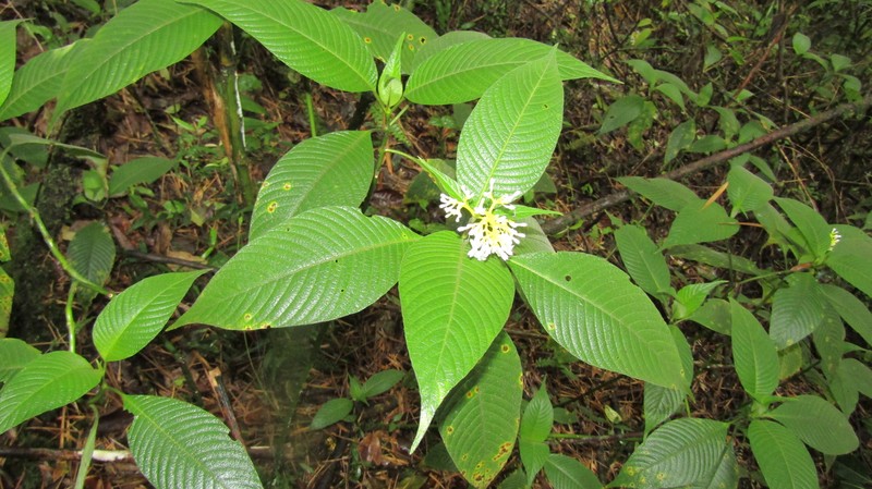 Palicourea tabayensis photo 3