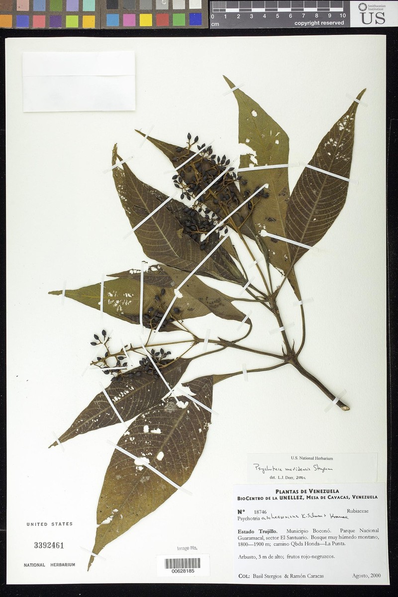 Palicourea tabayensis photo 4