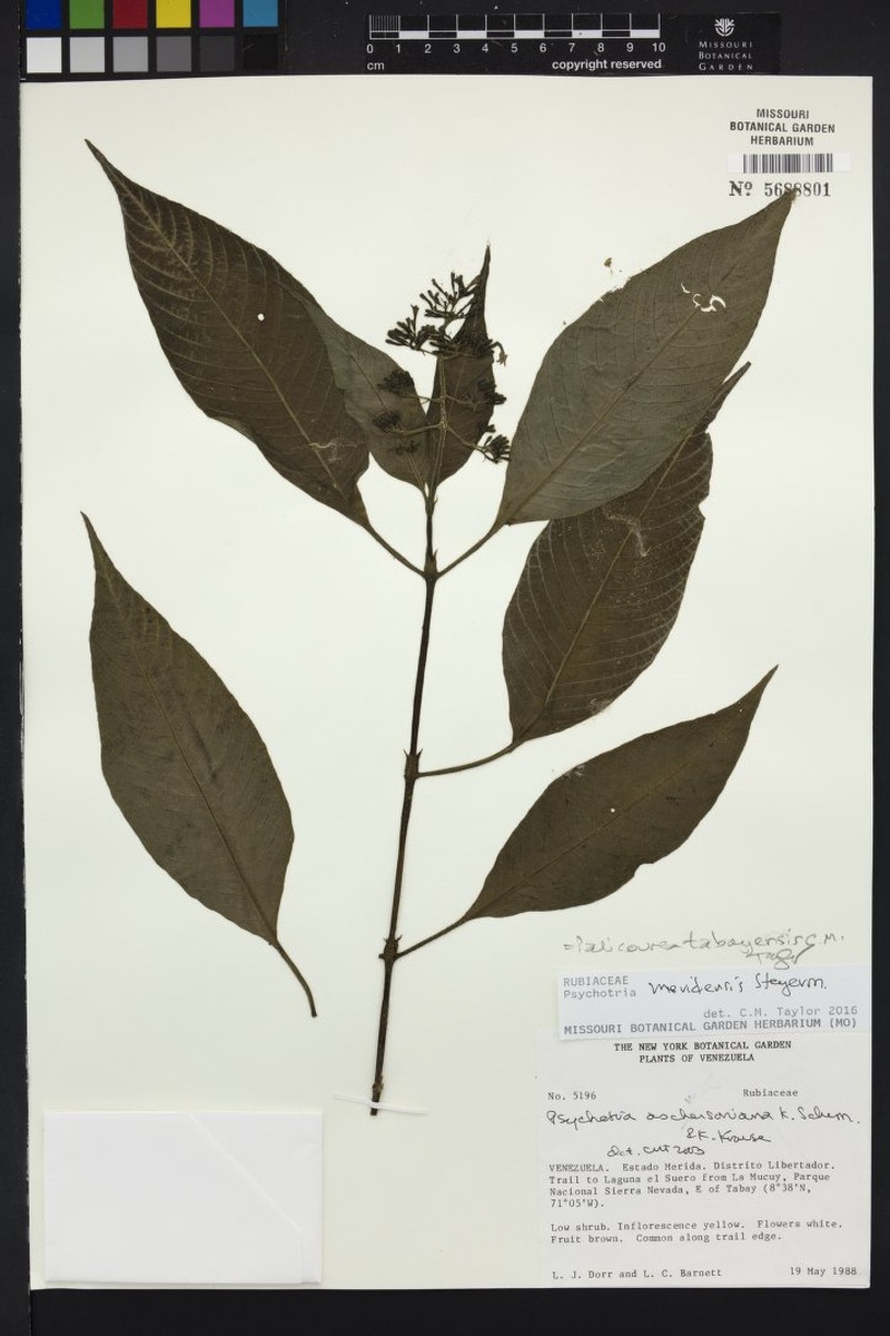 Palicourea tabayensis photo 5