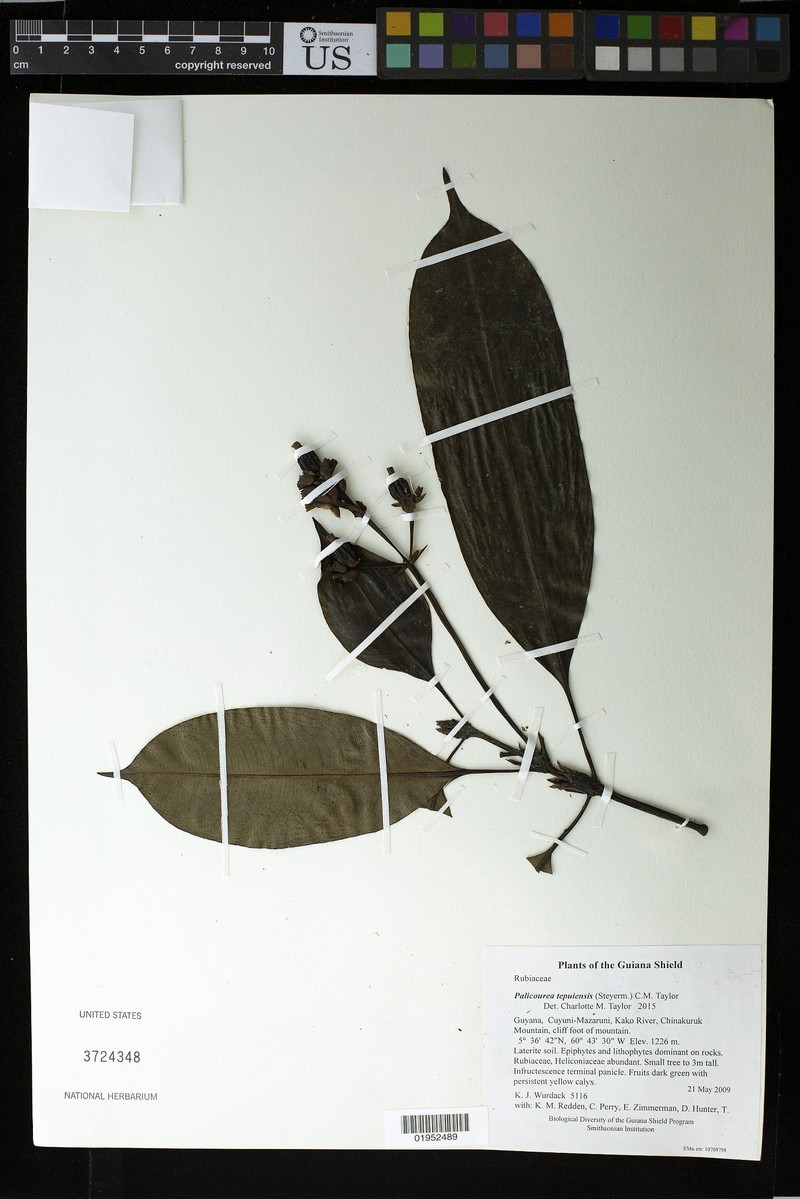 Palicourea tepuiensis