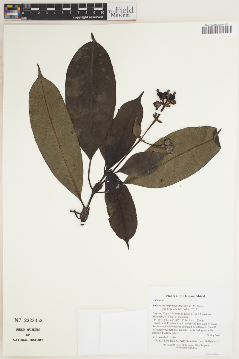 Palicourea tepuiensis photo 2