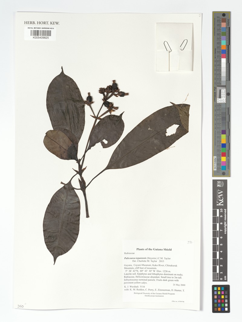 Palicourea tepuiensis photo 3