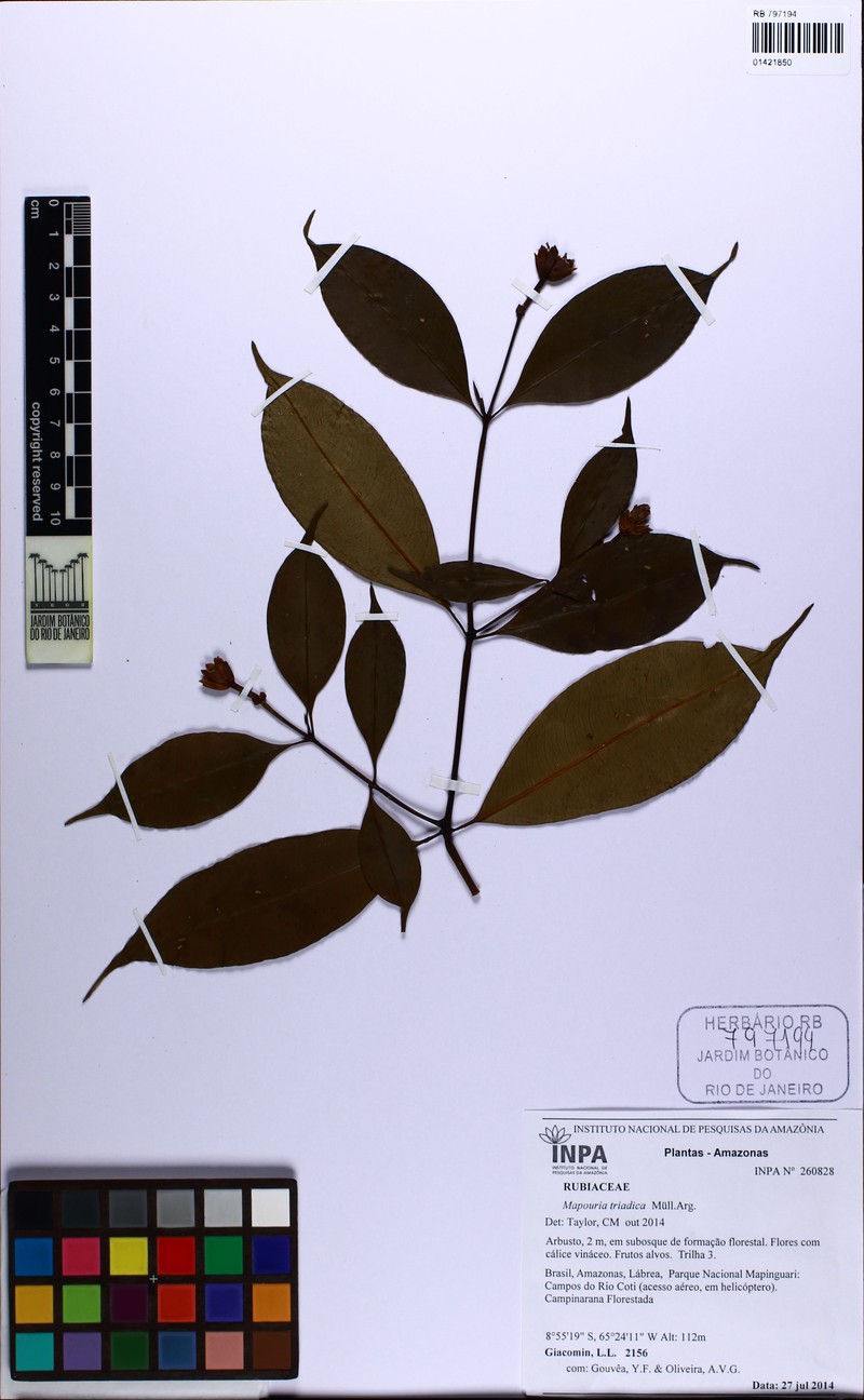 Palicourea triadica