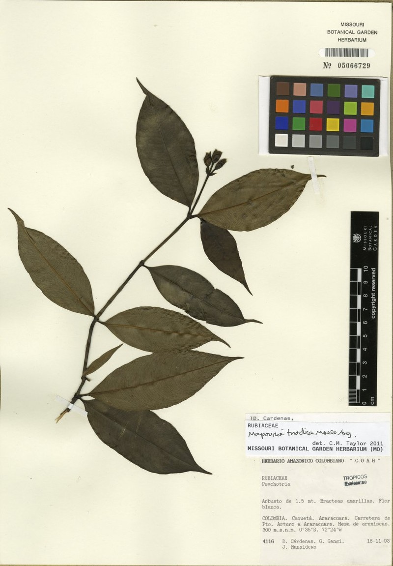 Palicourea triadica photo 2