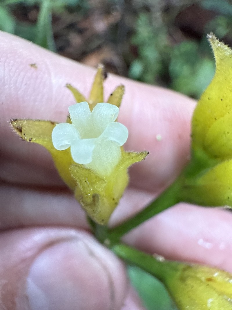 Palicourea tricephala
