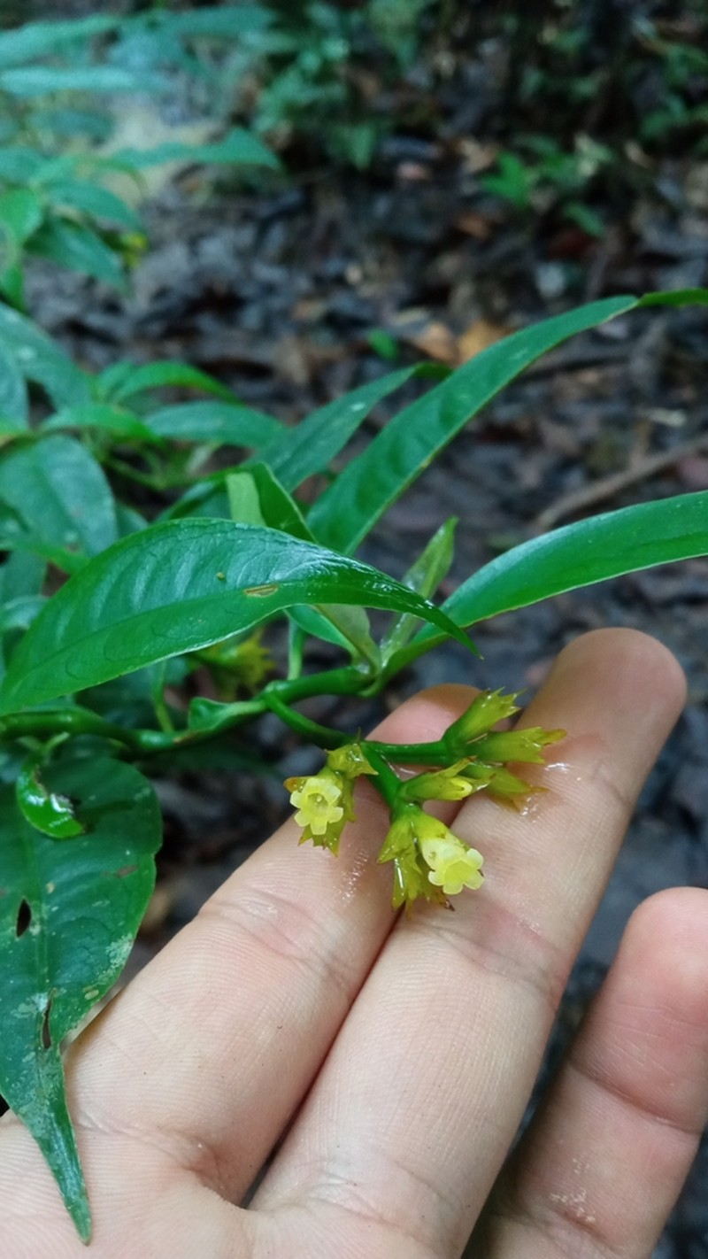 Palicourea tricephala photo 2