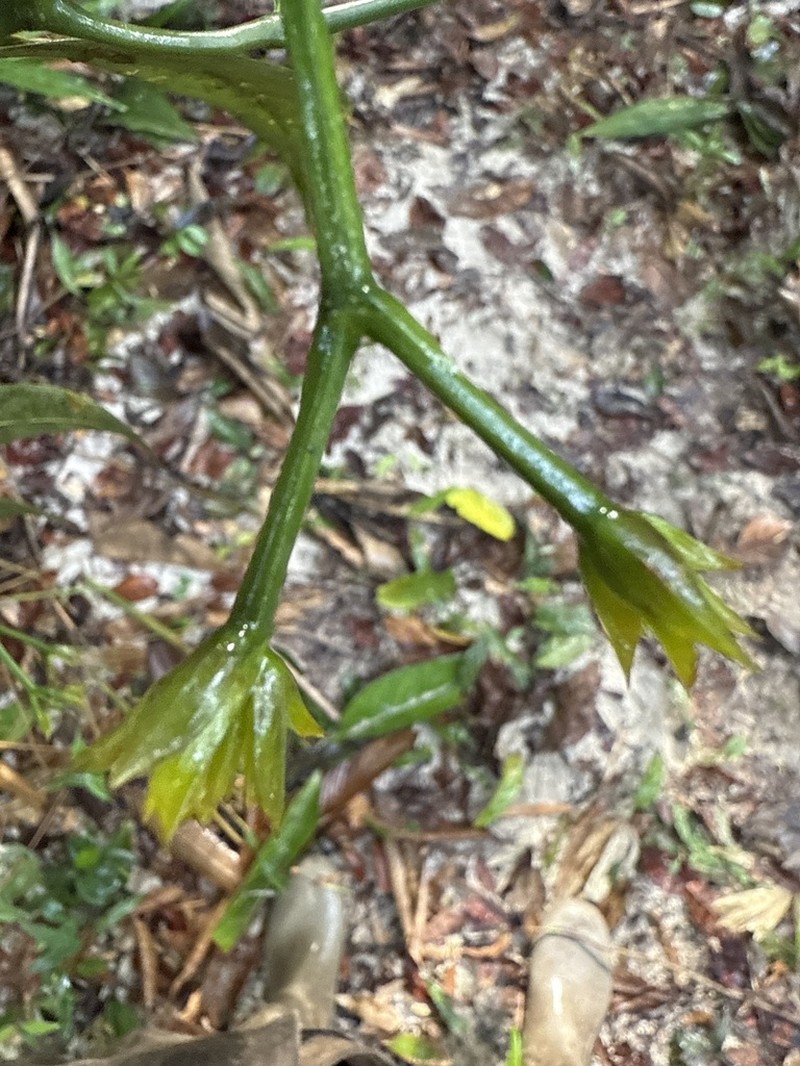 Palicourea tricephala photo 3
