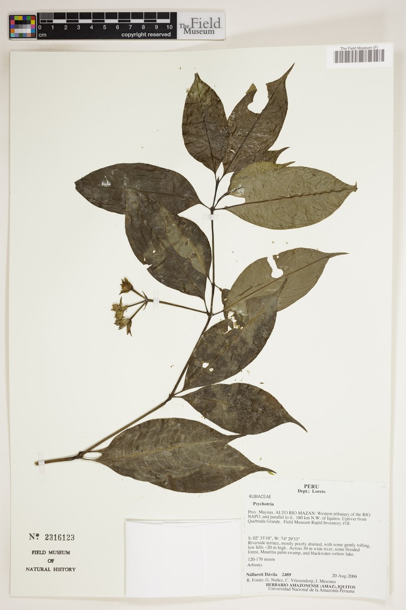 Palicourea tricephala photo 4