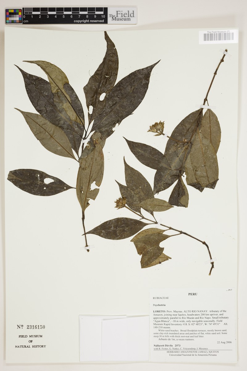 Palicourea tricephala photo 5