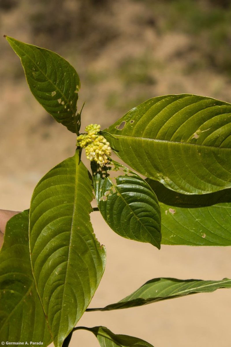 Palicourea tristis