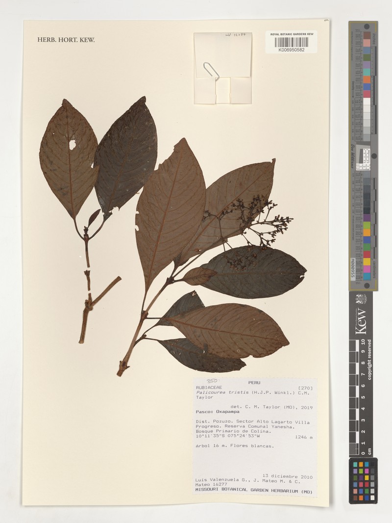 Palicourea tristis photo 2