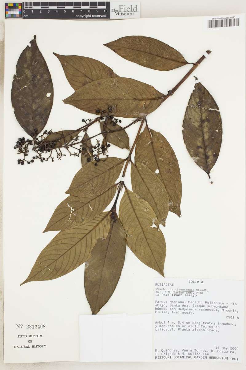 Palicourea tristis photo 3