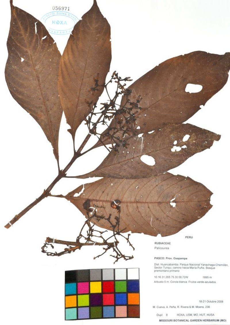Palicourea tunquiensis
