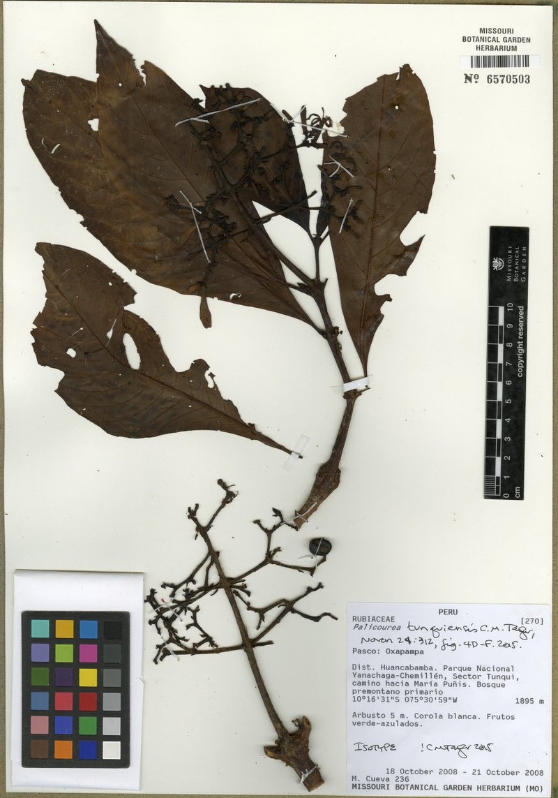 Palicourea tunquiensis photo 2