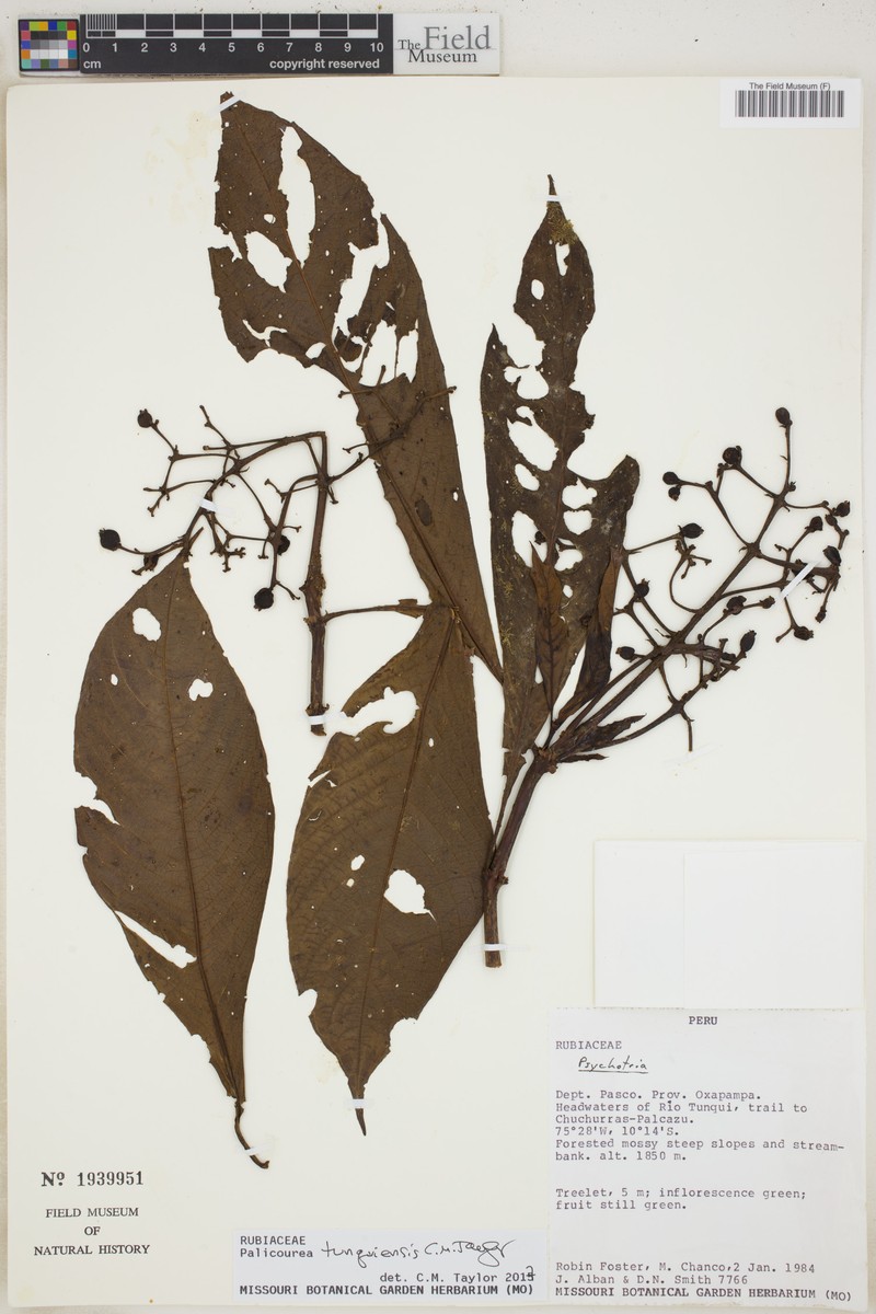 Palicourea tunquiensis photo 3