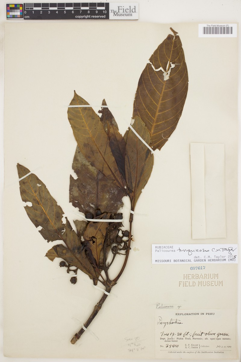 Palicourea tunquiensis photo 4