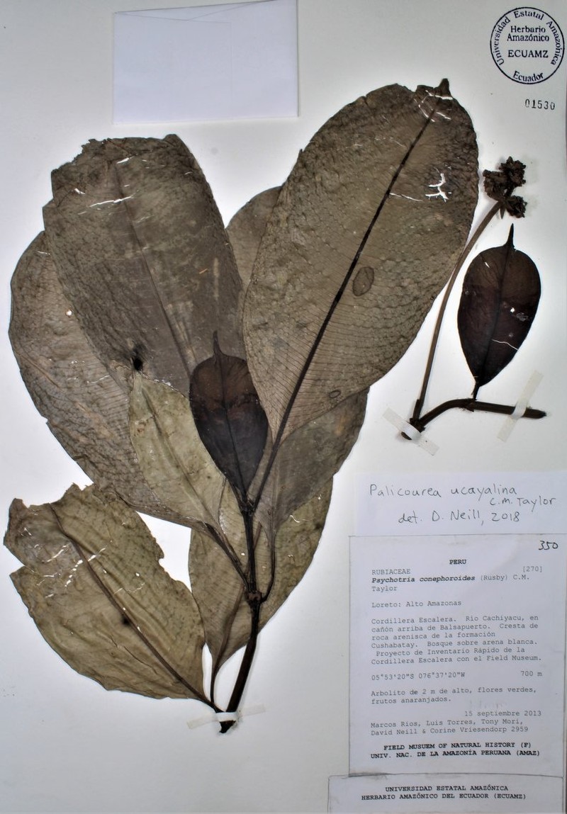 Palicourea ucayalina