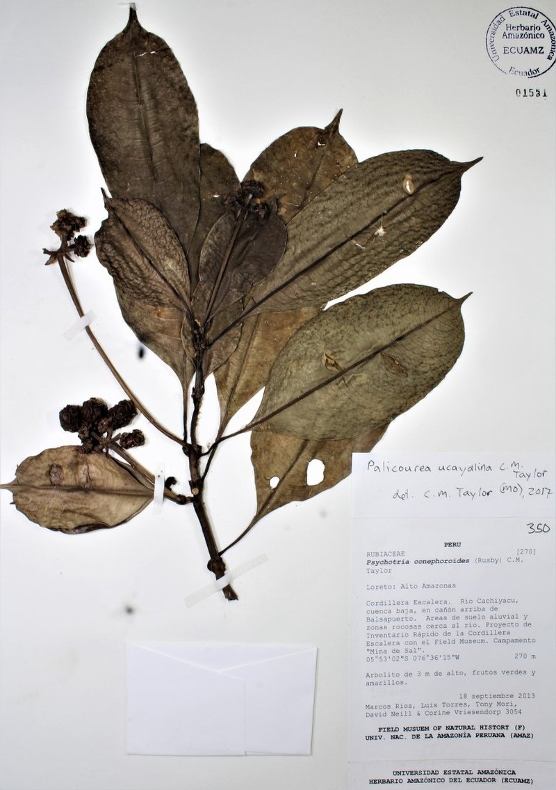 Palicourea ucayalina photo 2