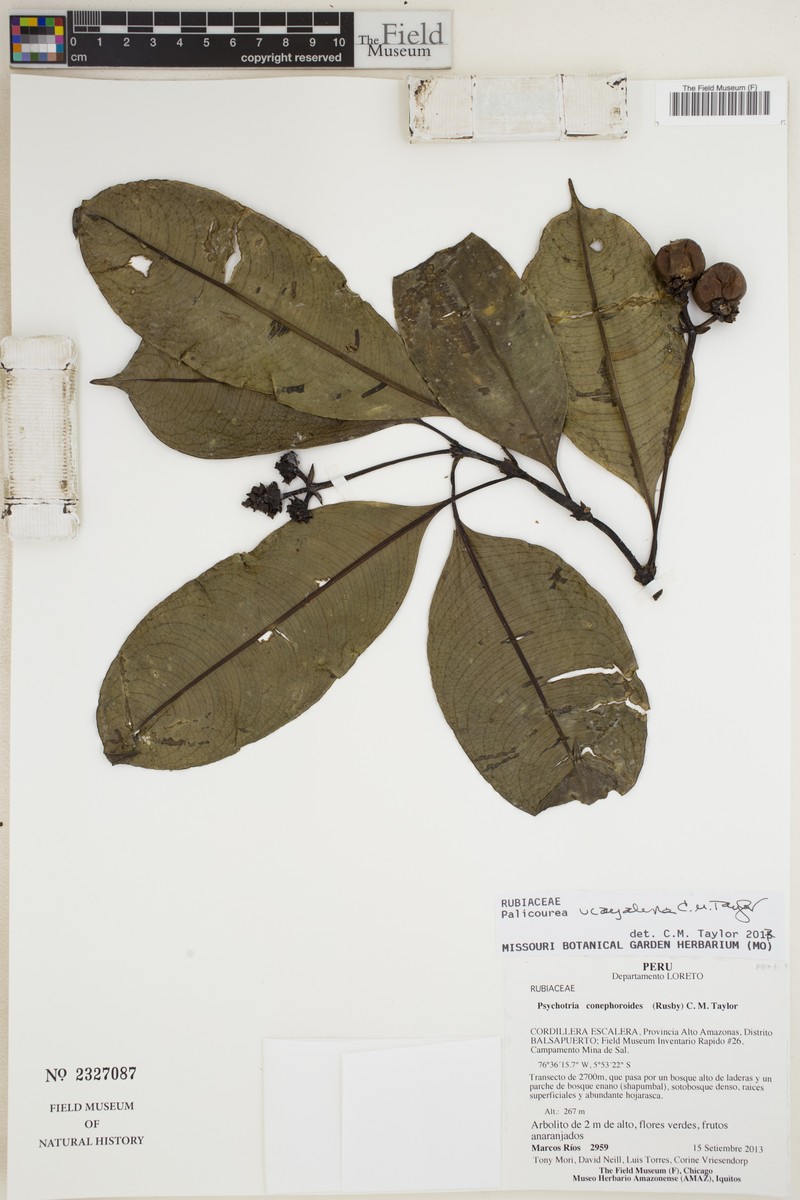 Palicourea ucayalina photo 3