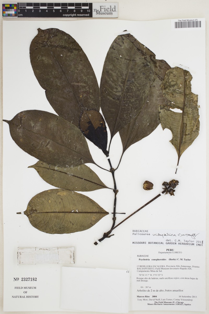 Palicourea ucayalina photo 4