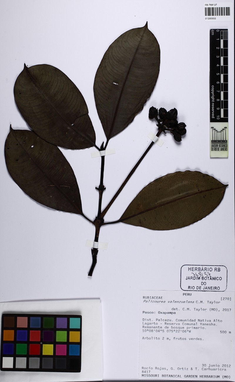 Palicourea valenzuelana