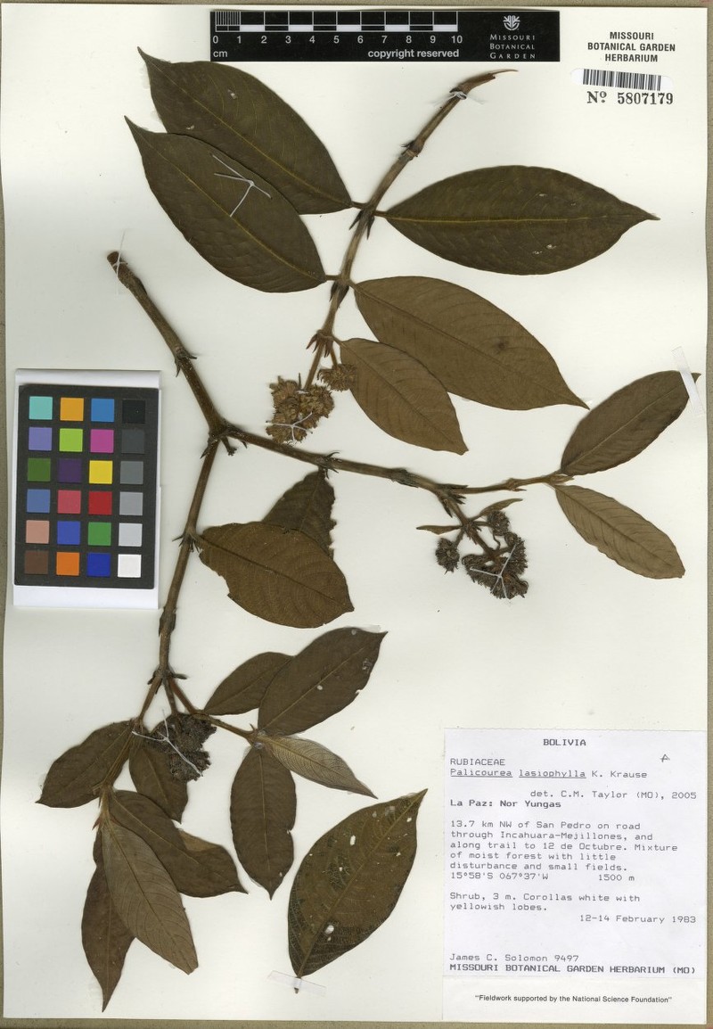 Palicourea valida