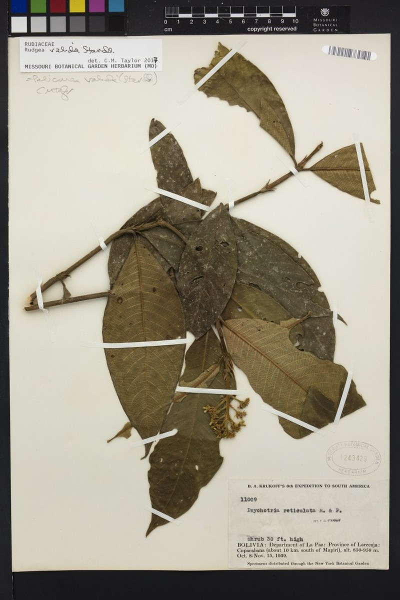Palicourea valida photo 2