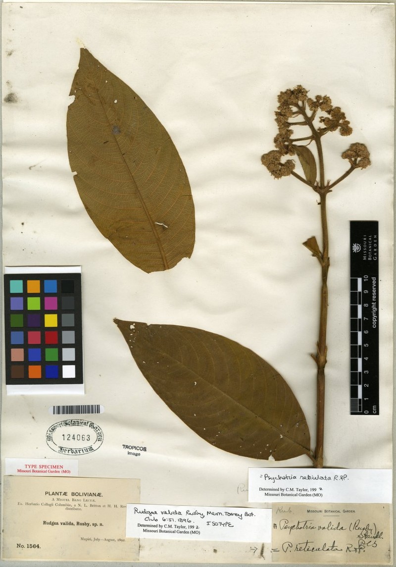 Palicourea valida photo 3