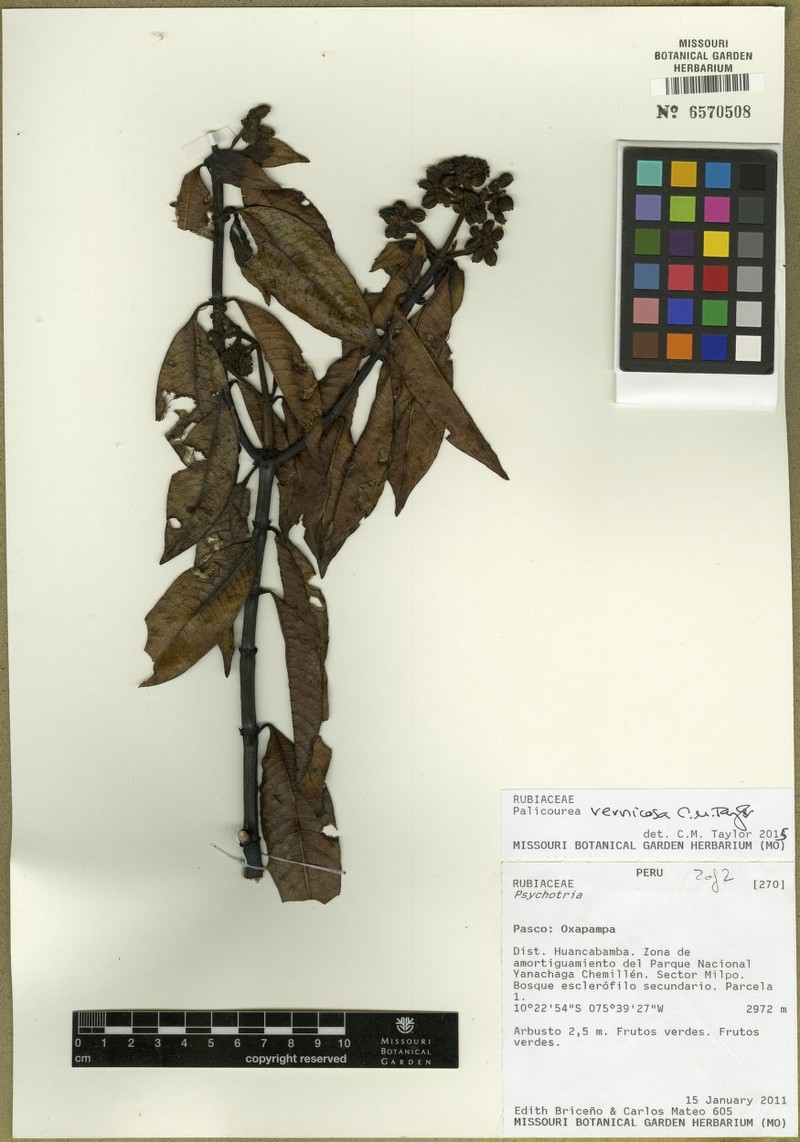 Palicourea vernicosa