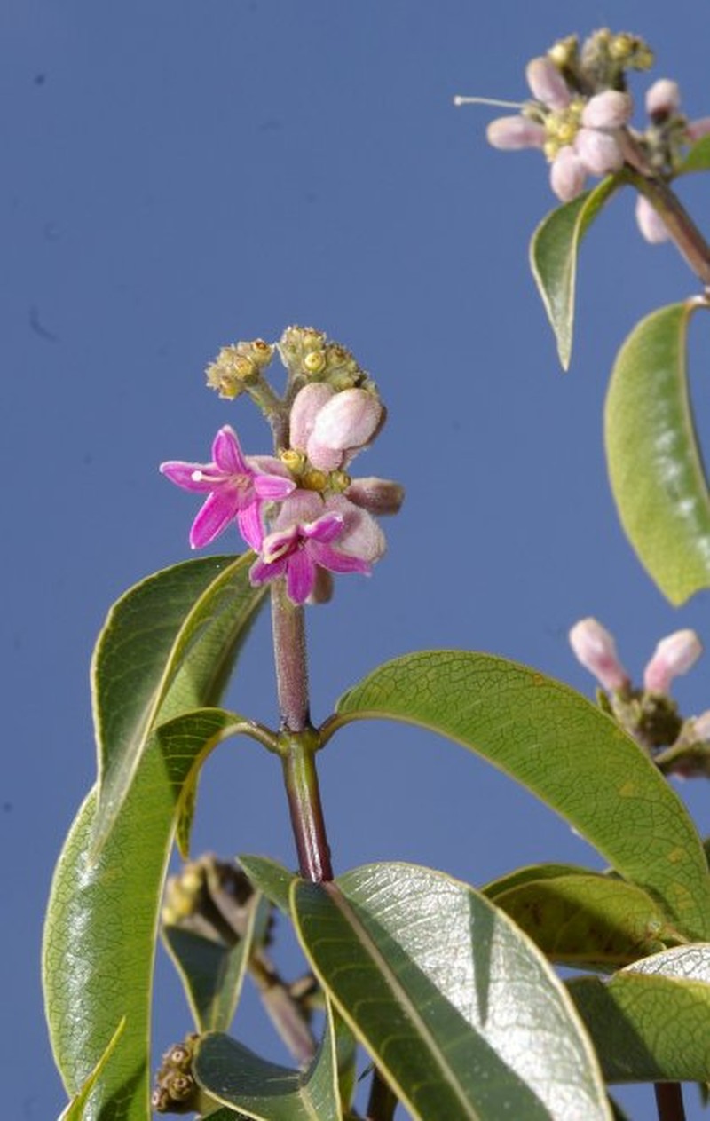 Palicourea vernicosa photo 2