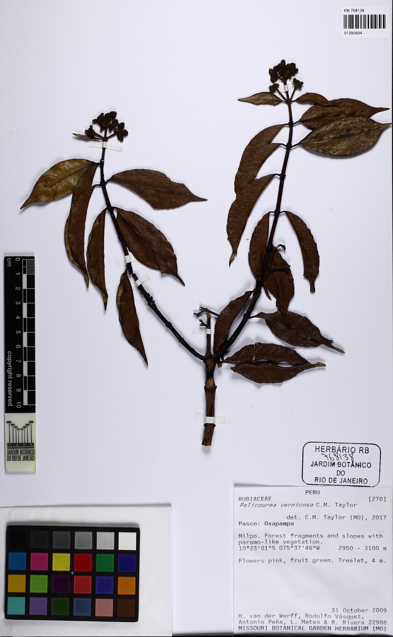 Palicourea vernicosa photo 3