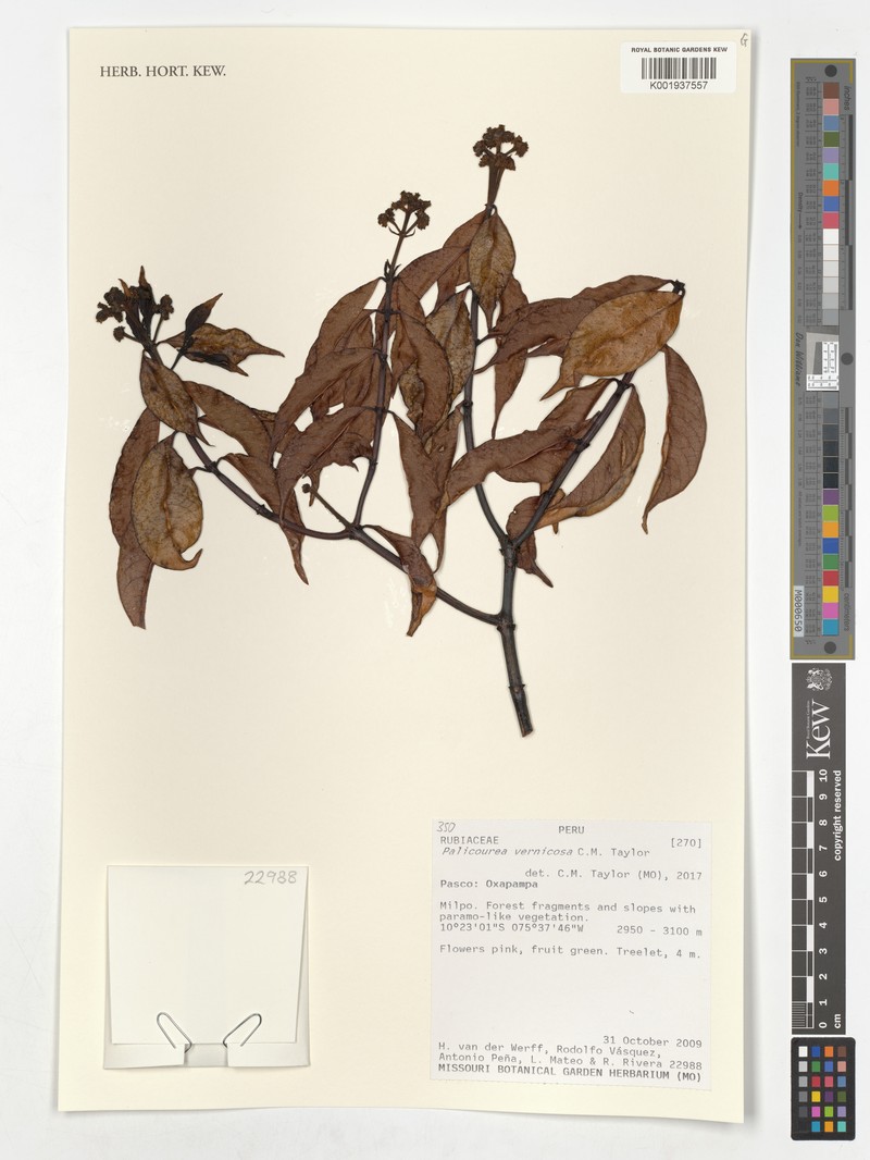 Palicourea vernicosa photo 4