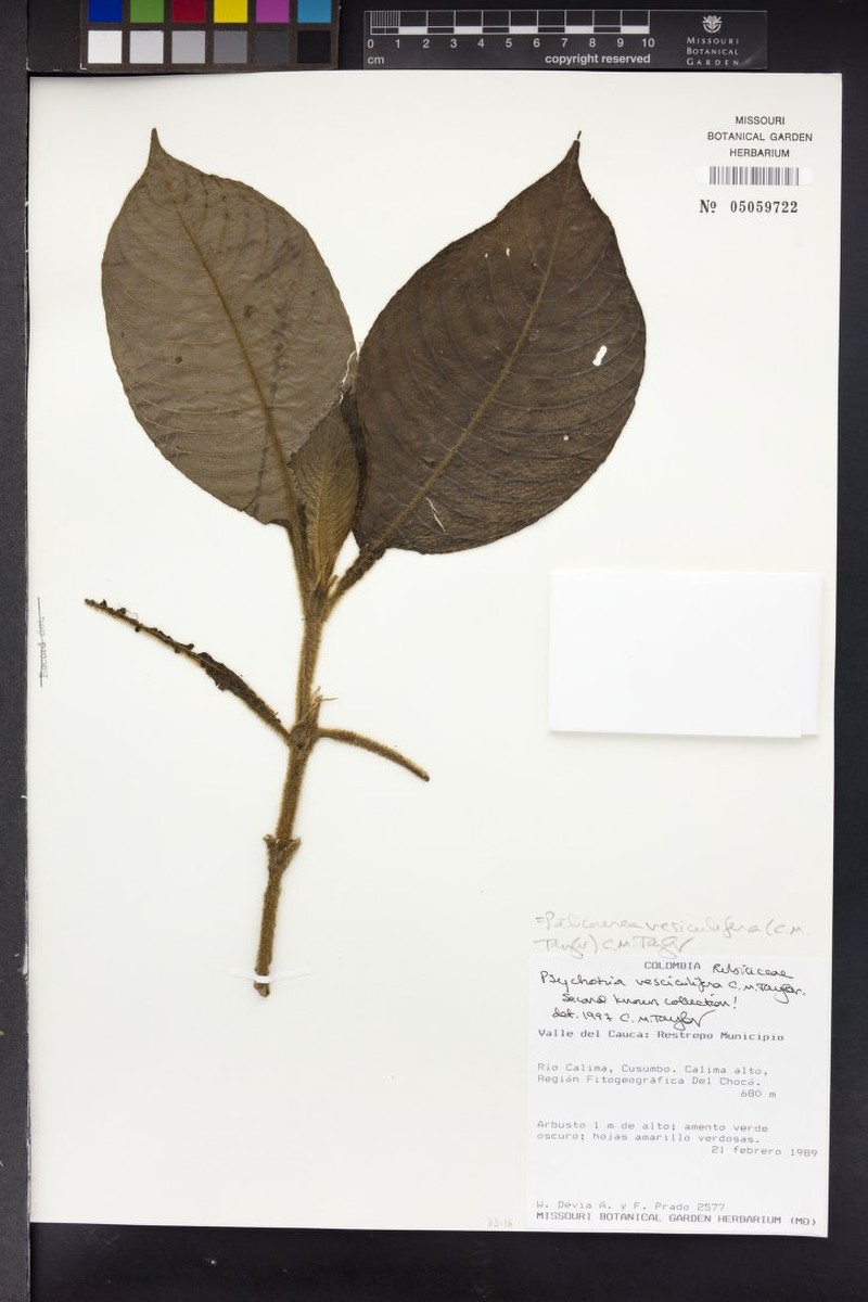 Palicourea vesciculifera