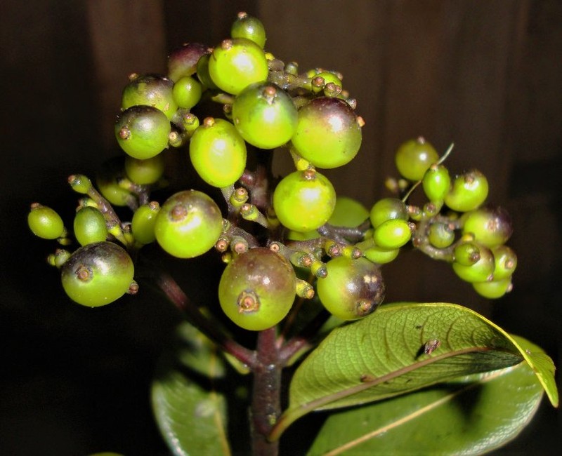 Palicourea virgata
