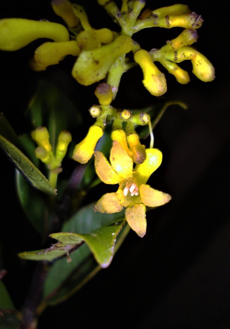 Palicourea virgata photo 2